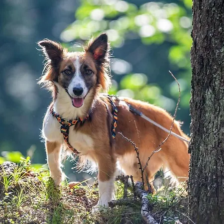 Hotel Almfrieden & Romantikchalet
