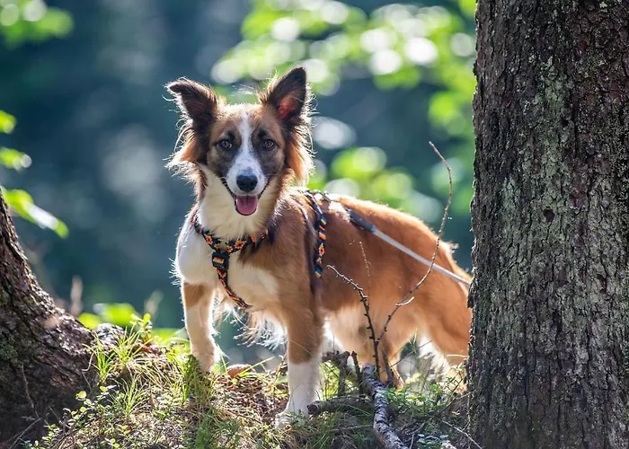 Hotel Almfrieden & Romantikchalet